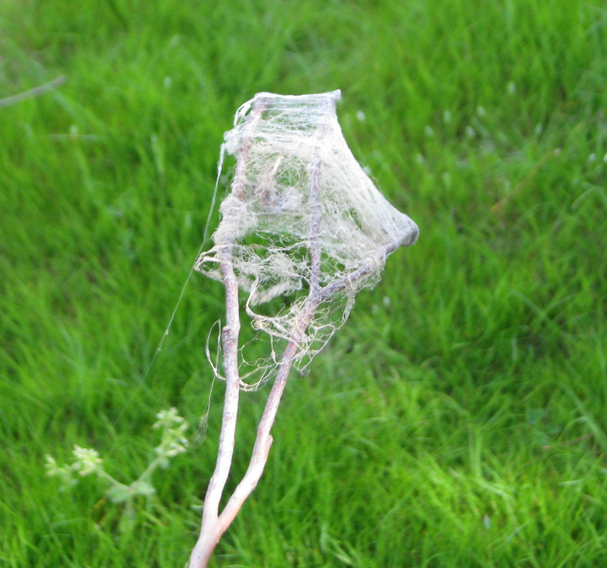 Disposable Cobweb Broom - Easy, Cheap Environmentally Friendly.