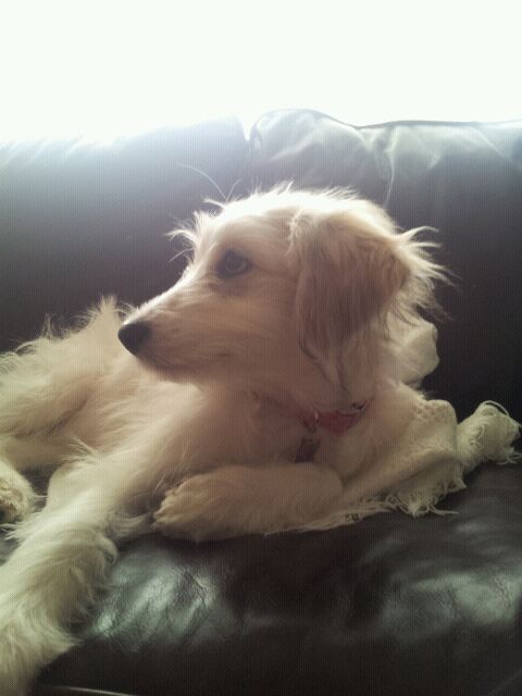 Daisy Doo