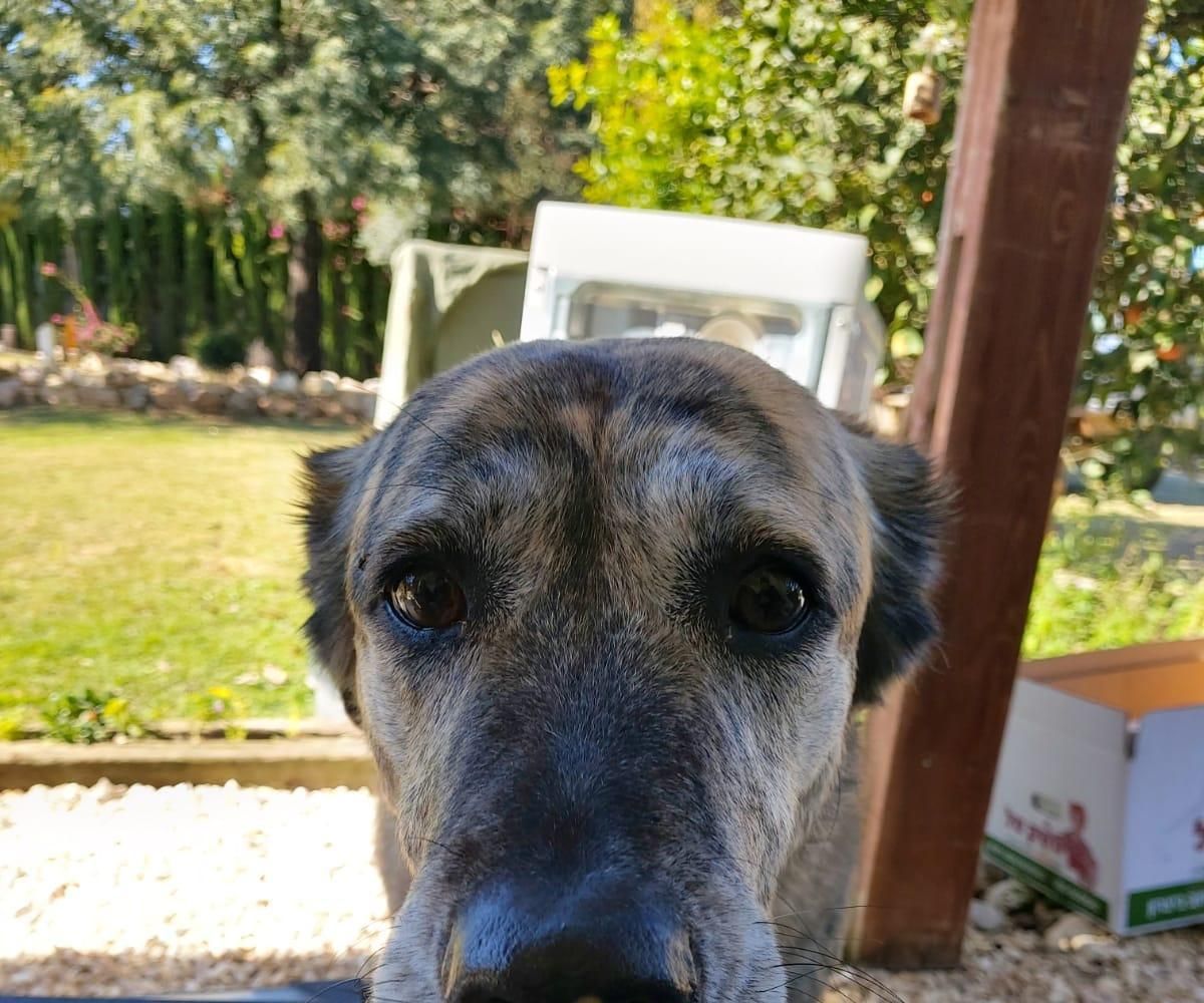 IOT Pet Assistant