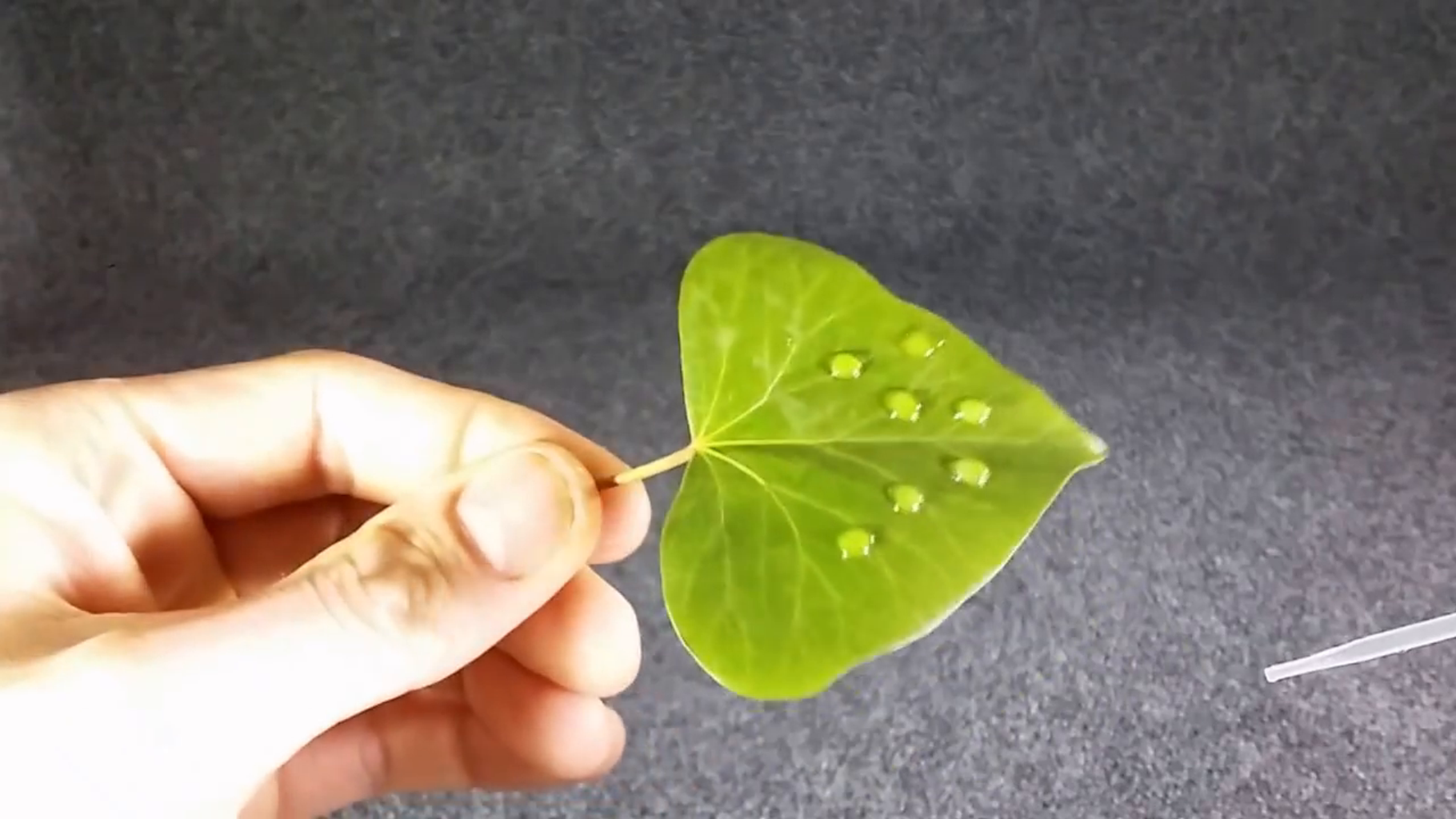 easy experiments with surface tension Water Drop on Ceiling