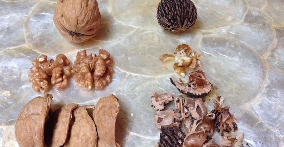 Black Walnut Harvesting & Processing : 11 Steps (with Pictures ...