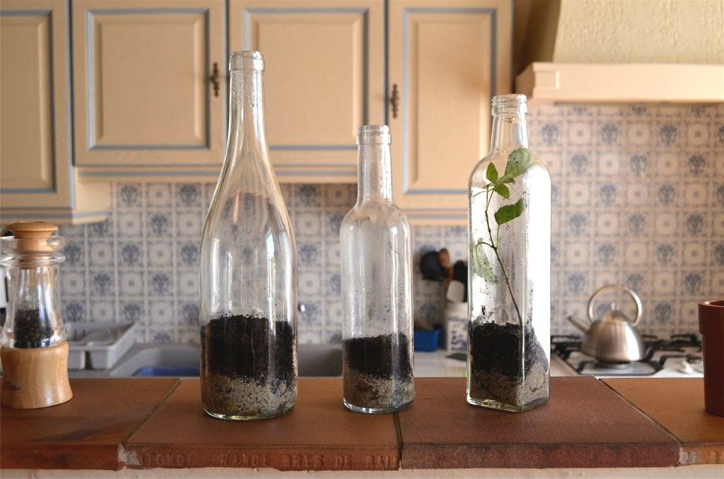 Plants in Bottles : 5 Steps (with Pictures) - Instructables