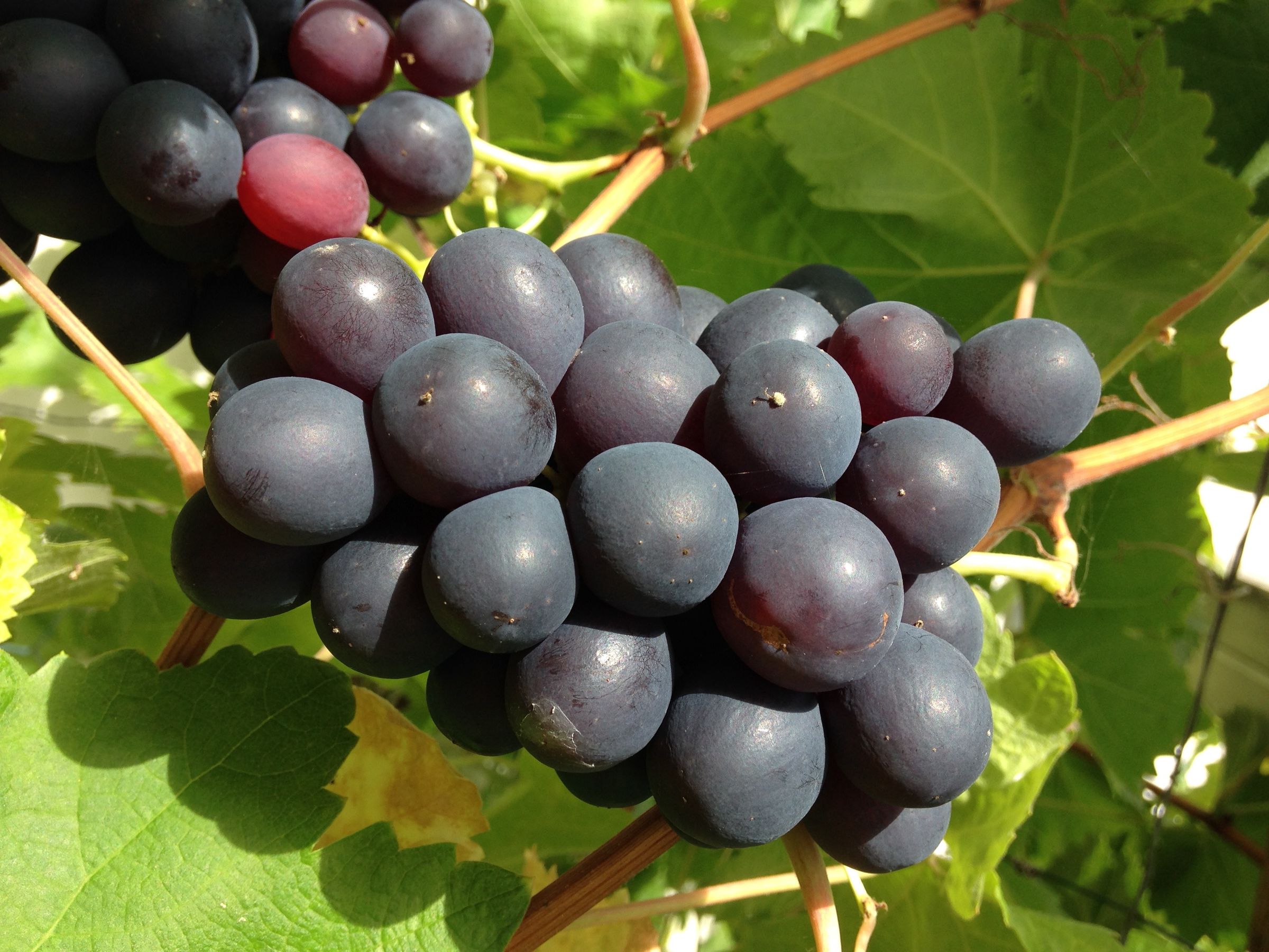 Delicious Organic Red Grape Jelly : 10 Steps (with Pictures ...
