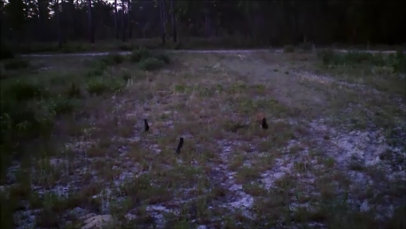 How to Make a Crow Decoy Part 2