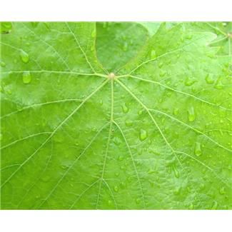 Magically attach a leaf back onto a tree!