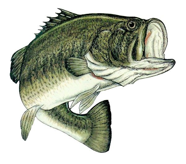 Pro Bass Rigs That Never Fail