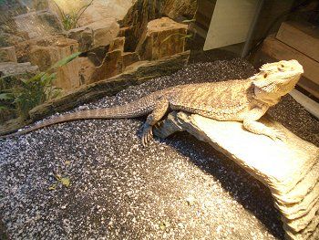 How to Set Up a Bearded Dragon Terrarium