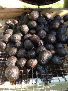 Black Walnut Harvesting & Processing : 11 Steps (with Pictures ...