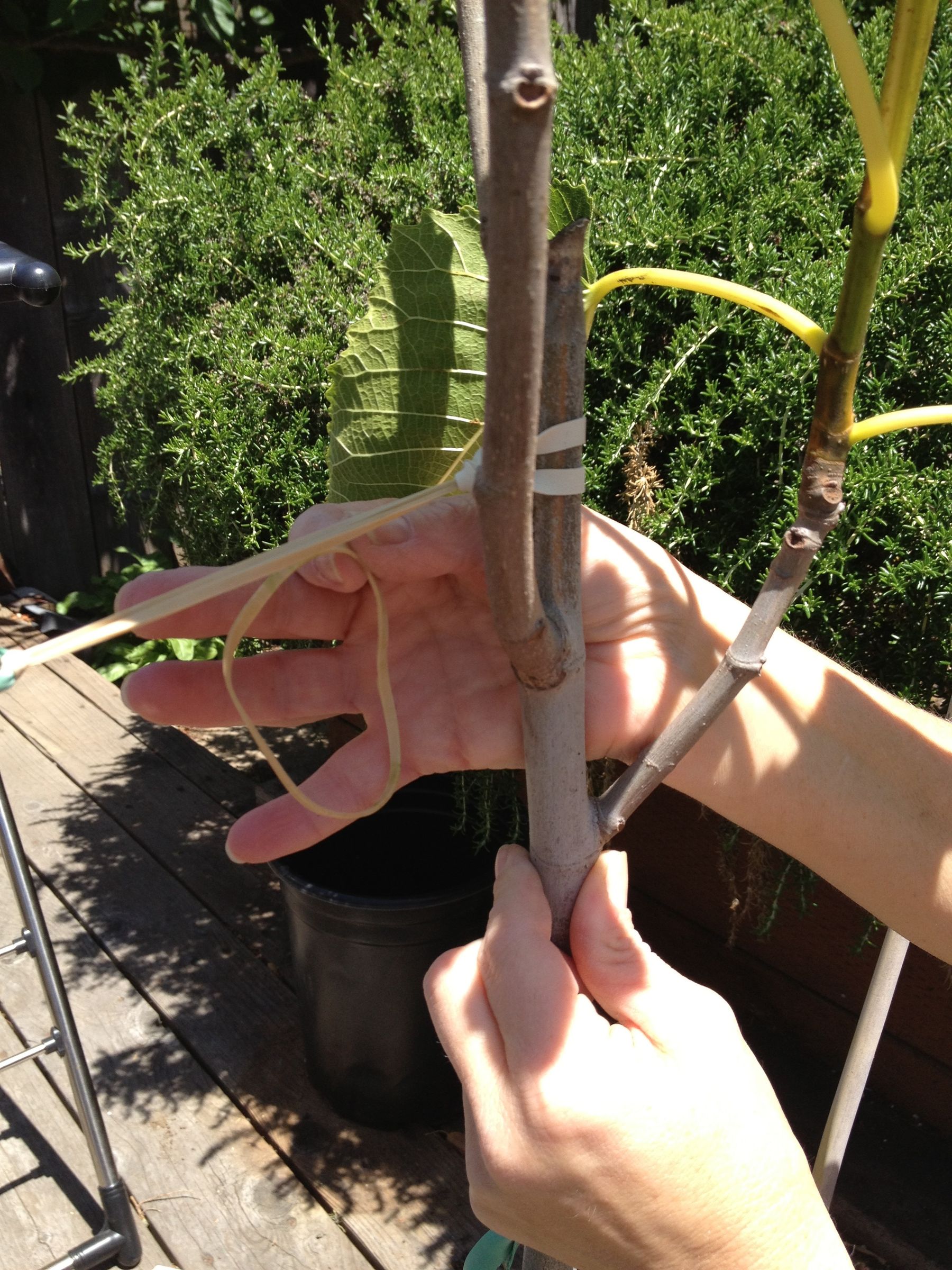 Stabilizing Tree Anchor 3 Steps Instructables