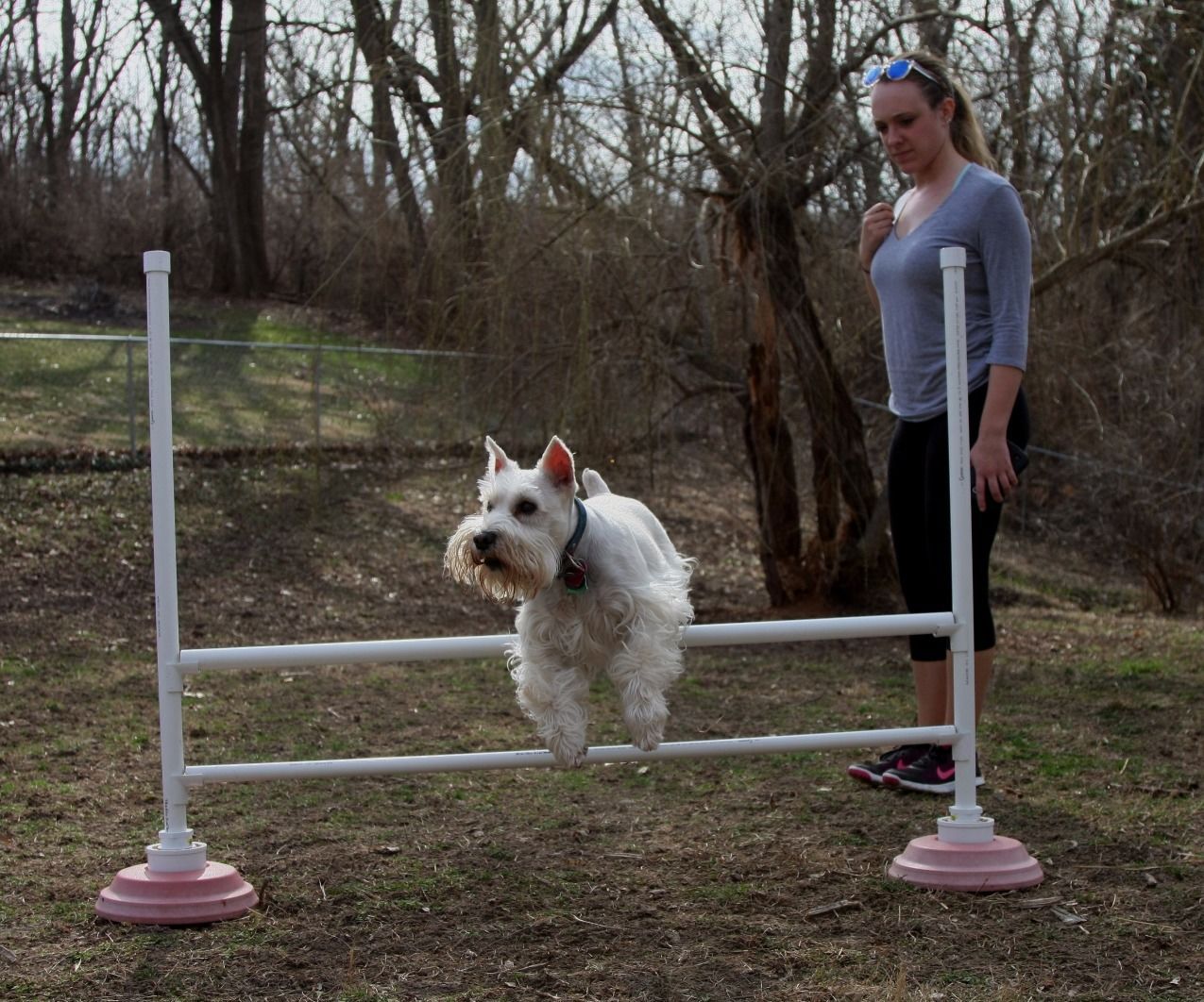 Portable Dog Agility Bar Jump