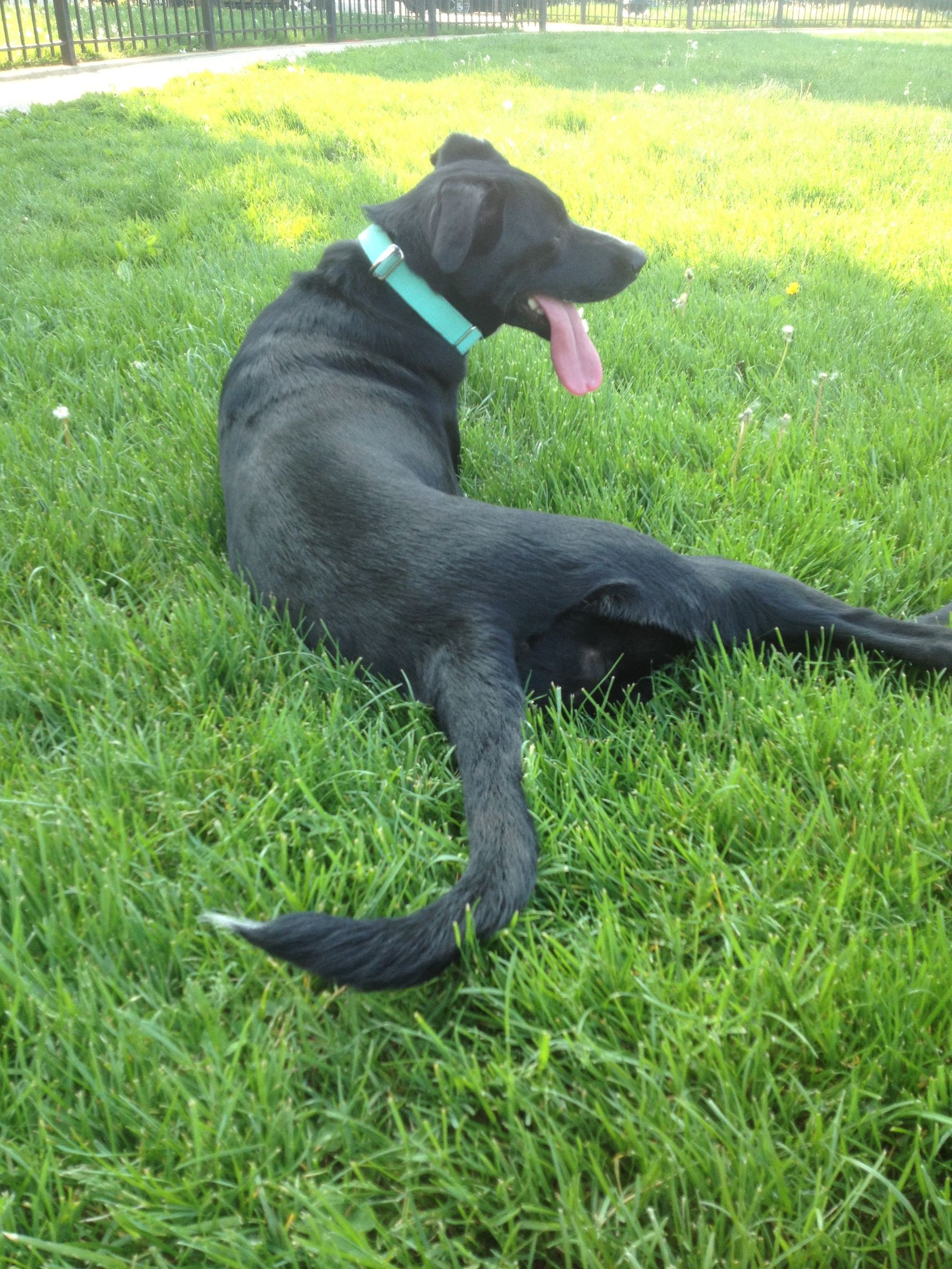 Dog Temperament Test- Before You Adopt
