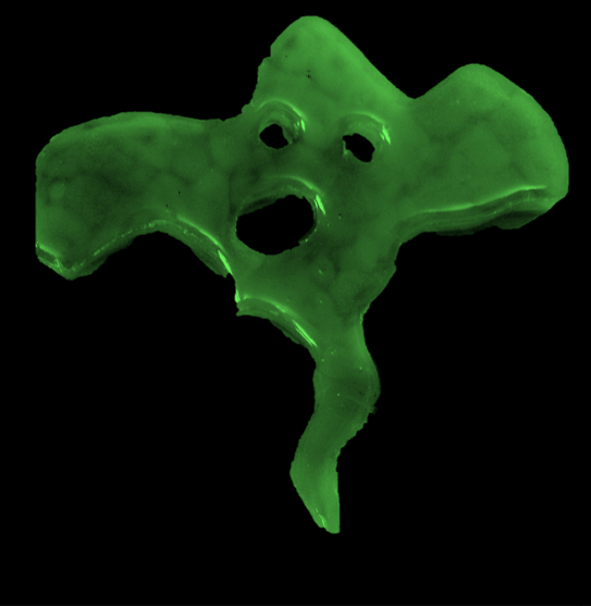 Glow-in-the-dark Ghoulish Ghosties