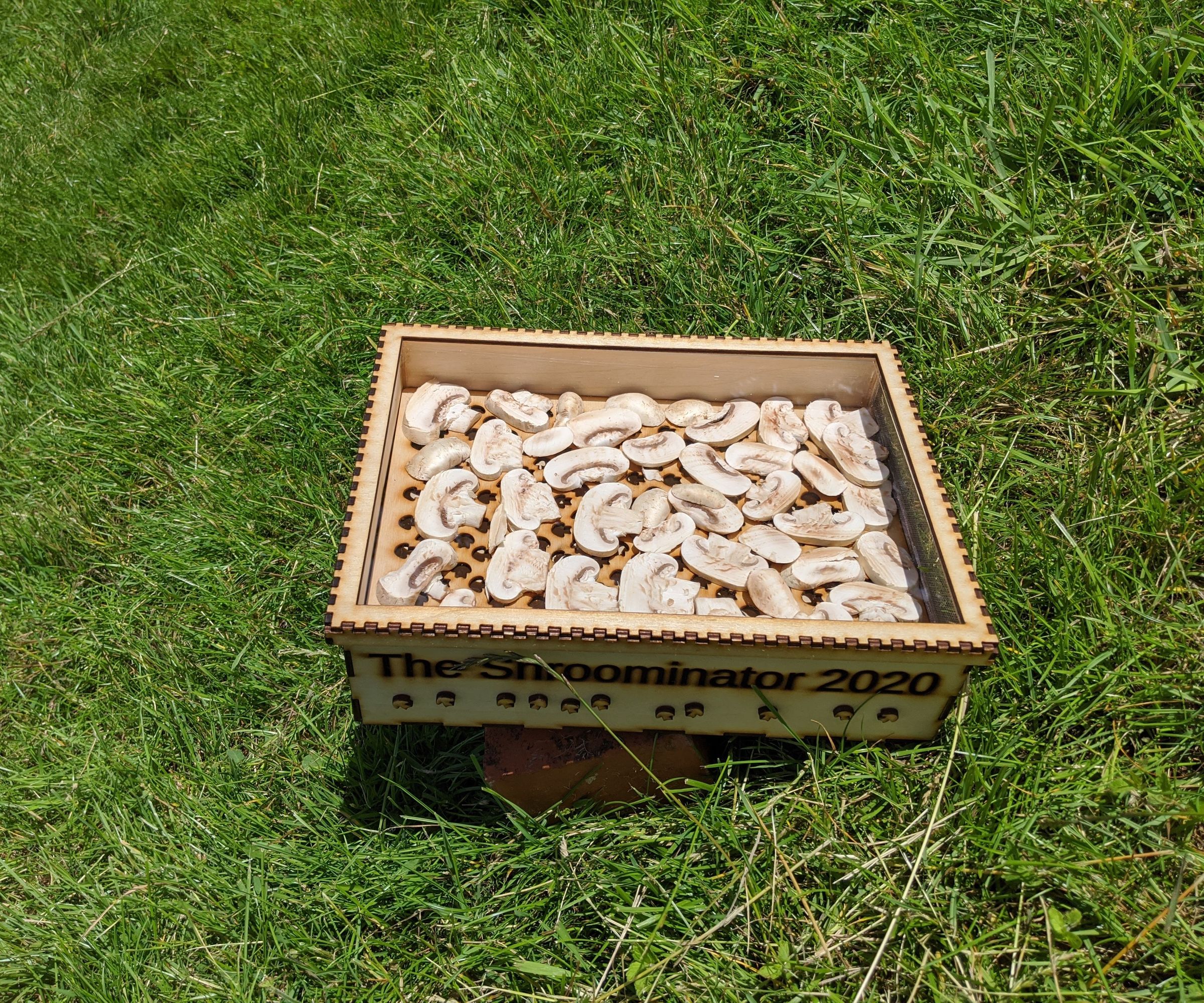 Mushroom Vitamin D Enhancement