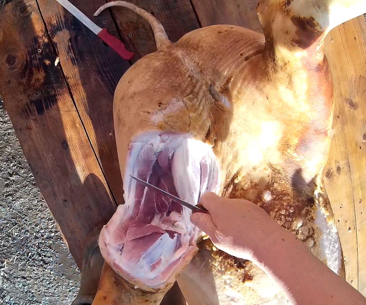 How to Butcher a Pig, Step by Step. First Person View 