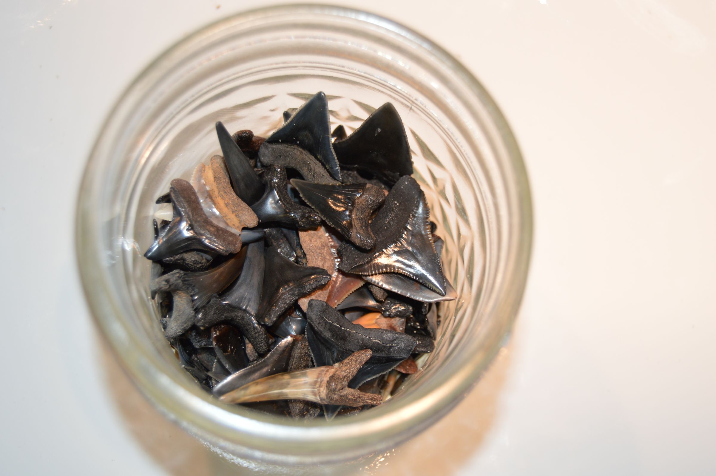 How to Find Shark Teeth : 10 Steps (with Pictures) - Instructables