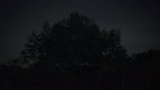 Real World Applications - Fireflies