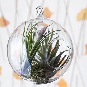 Globe Terrariums Bring a Whole New View