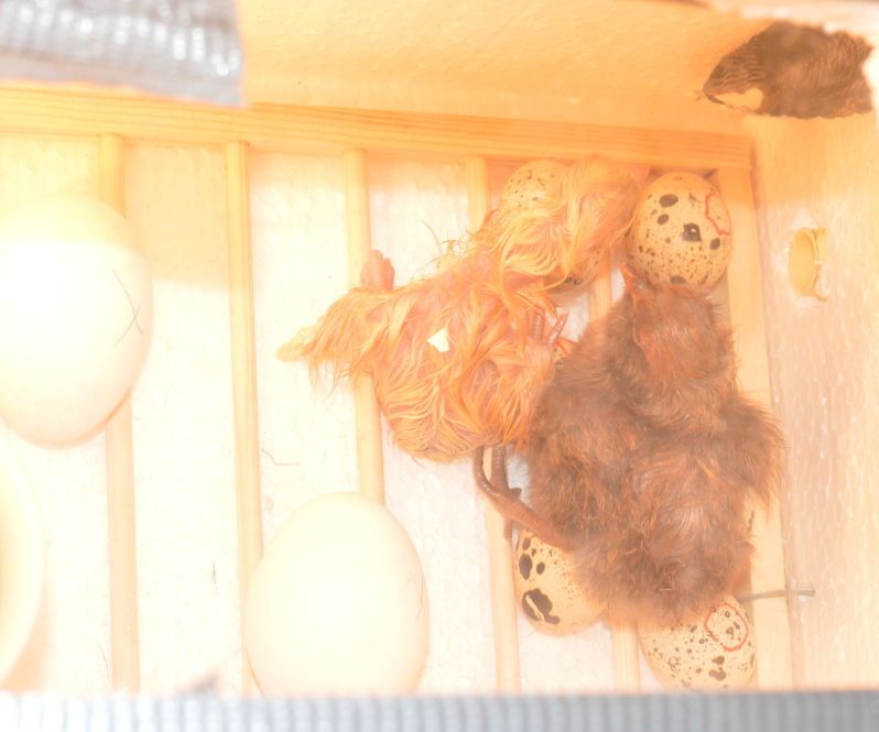 Building a Simple and Cheap Egg Incubator