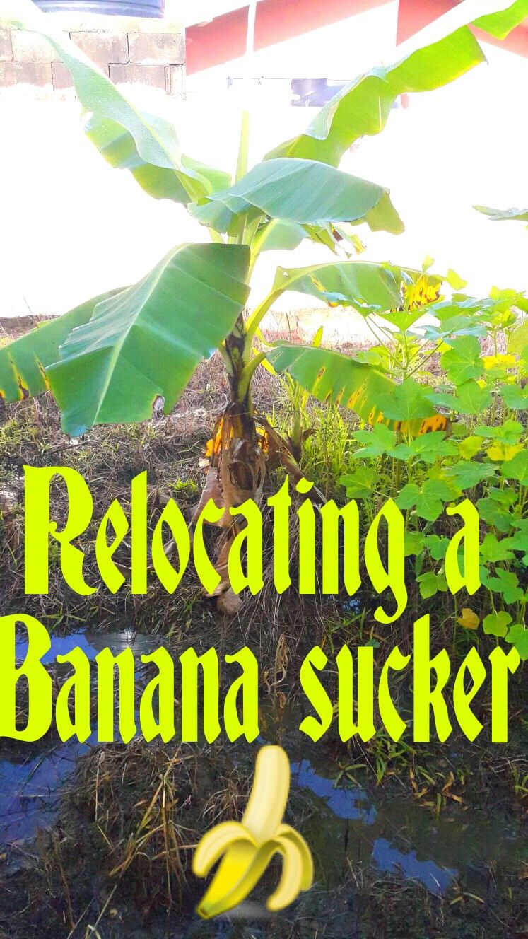 Relocating a Banana Sucker. 