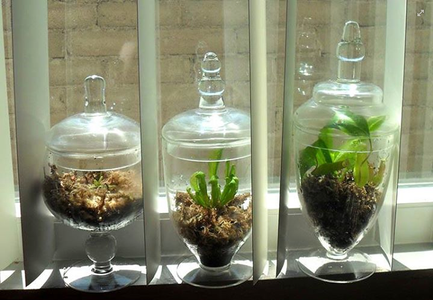 Chic and Simple Carnivorous Plant Terrariums