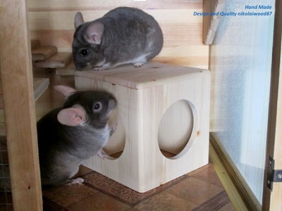 Chinchilla Cube-house