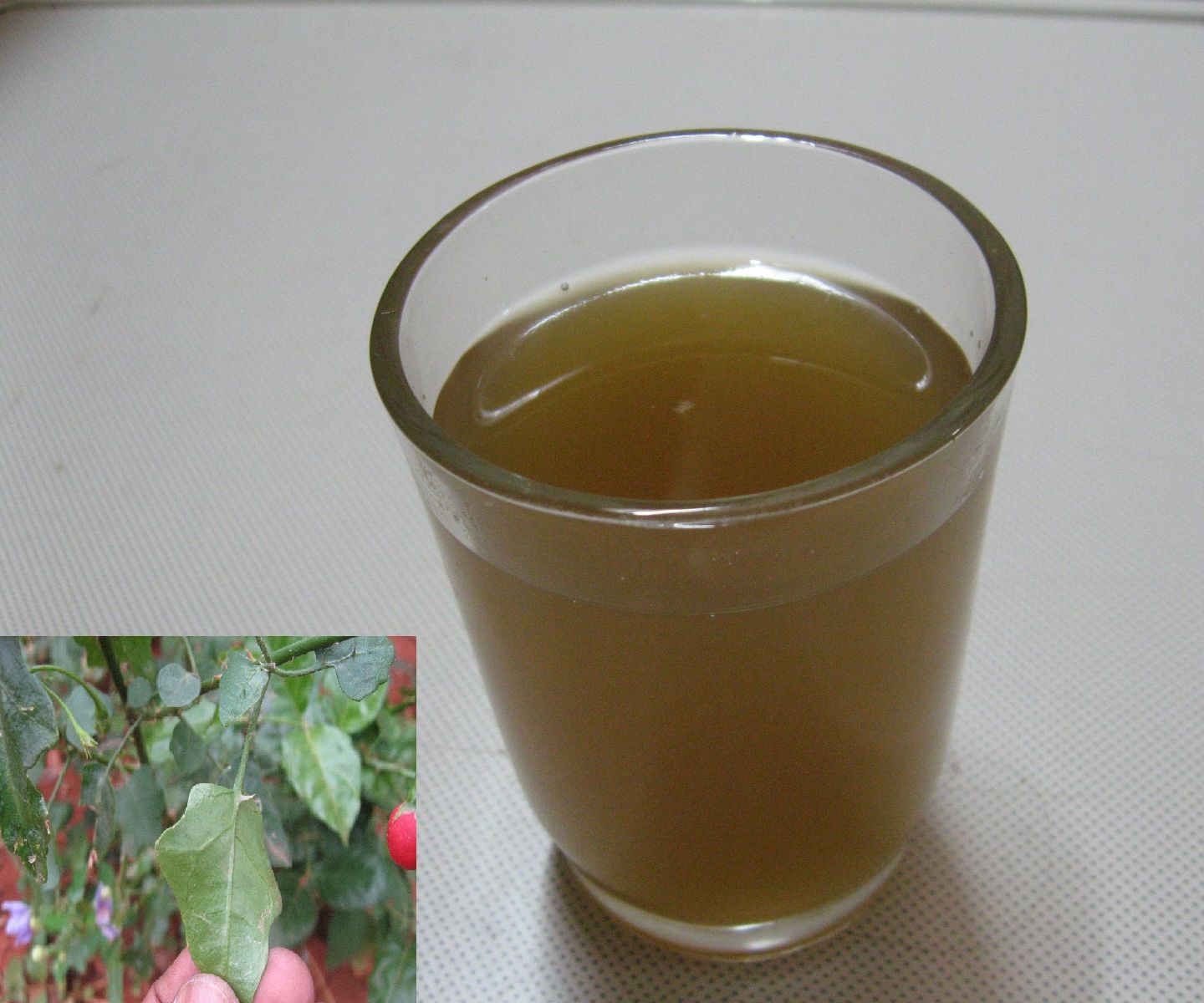 Herbal Remedy : Solanum Trilobatum Extract for Cough and Cold