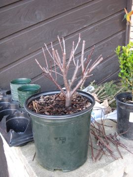 Starting a Bonsai : 9 Steps (with Pictures) - Instructables