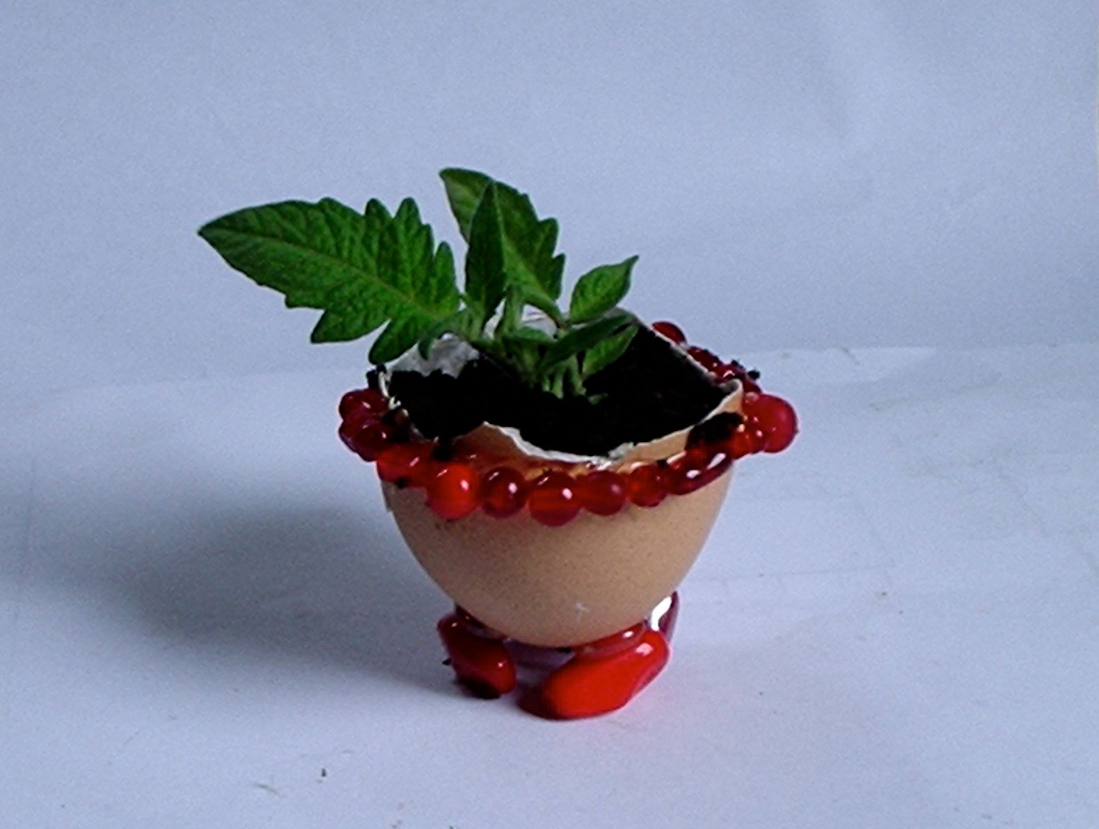 Make an Egg Plant 9 Steps (with Pictures) Instructables