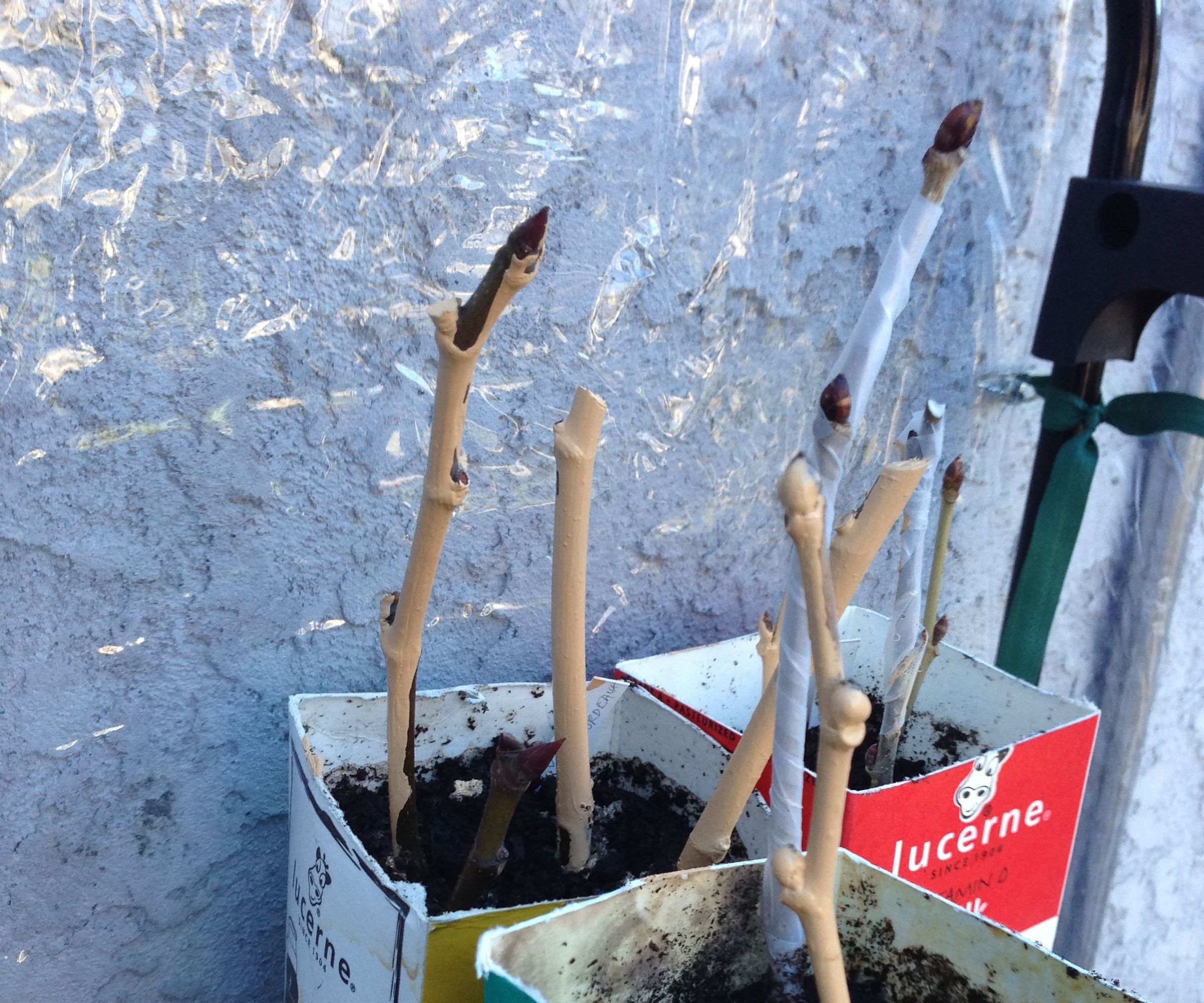 Rooting Figs (and other Hardwood Cuttings)