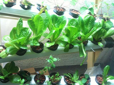 Drink a Mojito, Simmer Some Basil, Eat Lots and Lots of Lettuce