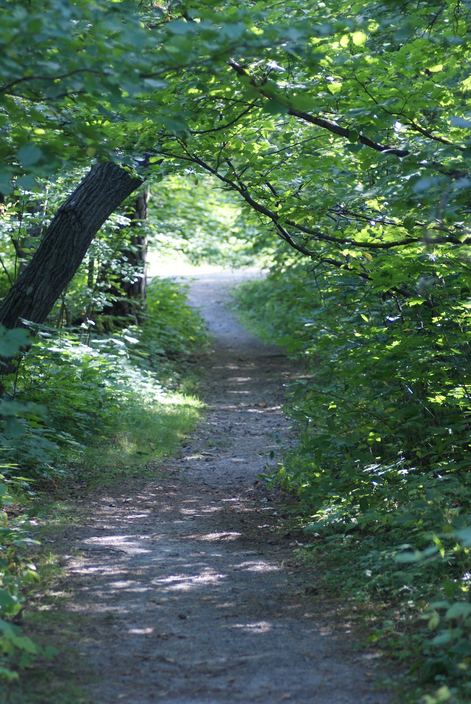 Infrared Photo Effect in Photoshop