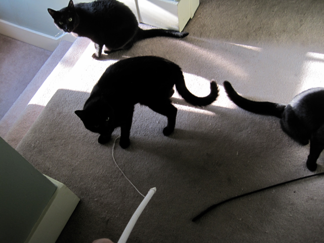 Ten Cent Cat Toy From Hanger and String