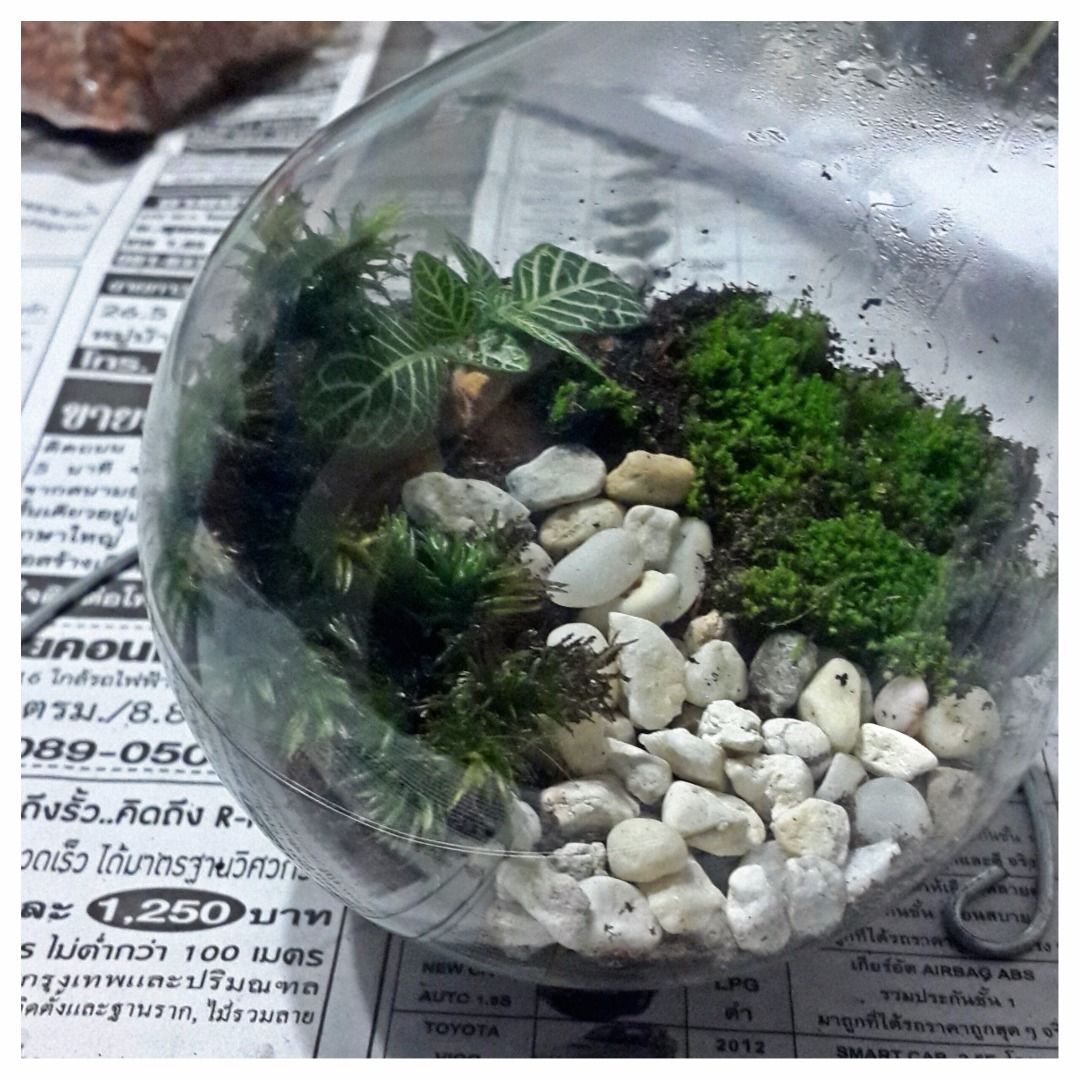 A Terrarium in a Light Bulb 4 Steps Instructables