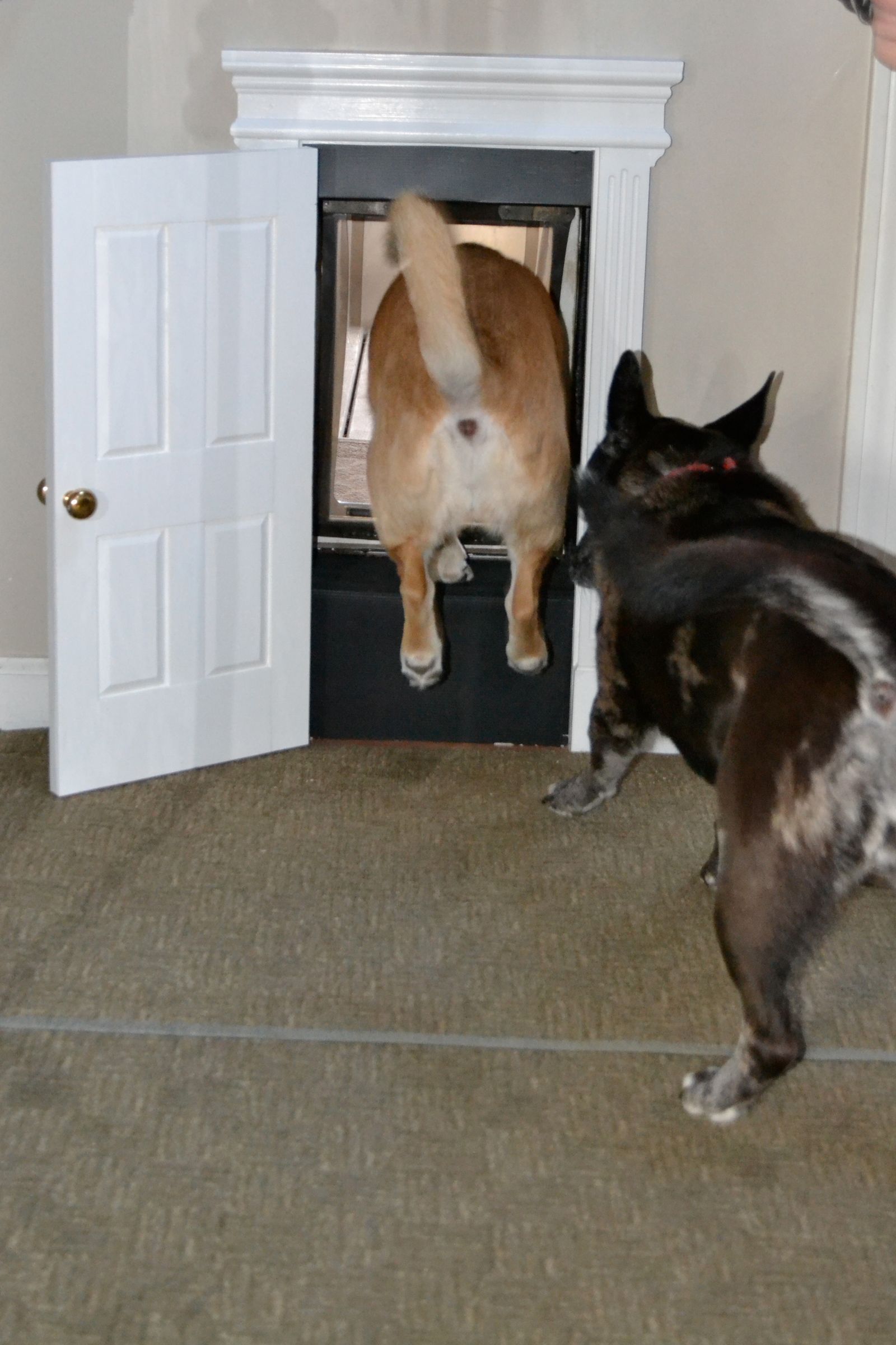 High Class Dog Door Instructables