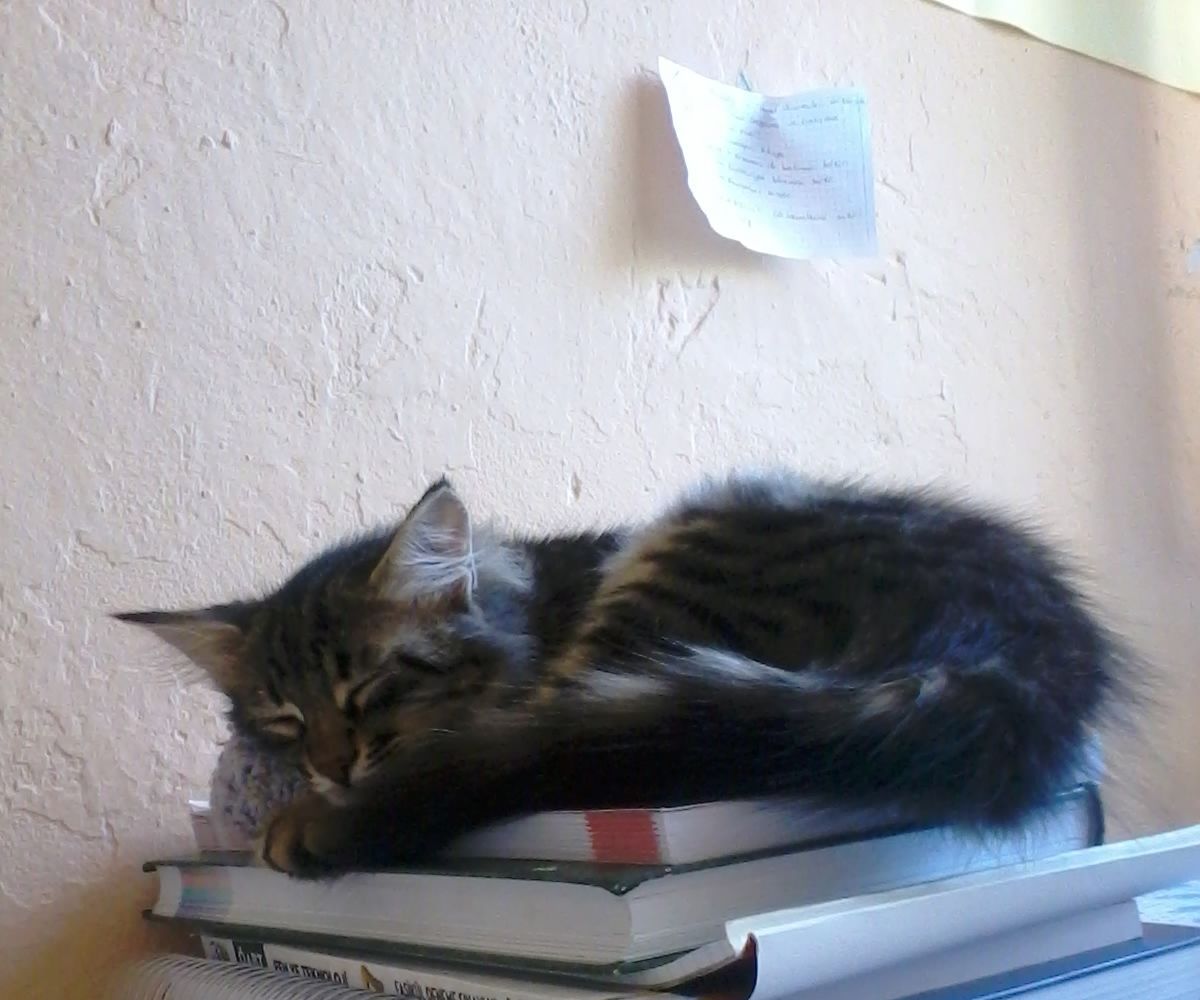 Can I Sew a Bike Jersey?