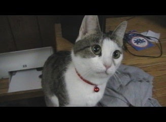 Get Your Cat's Attention for Videos.