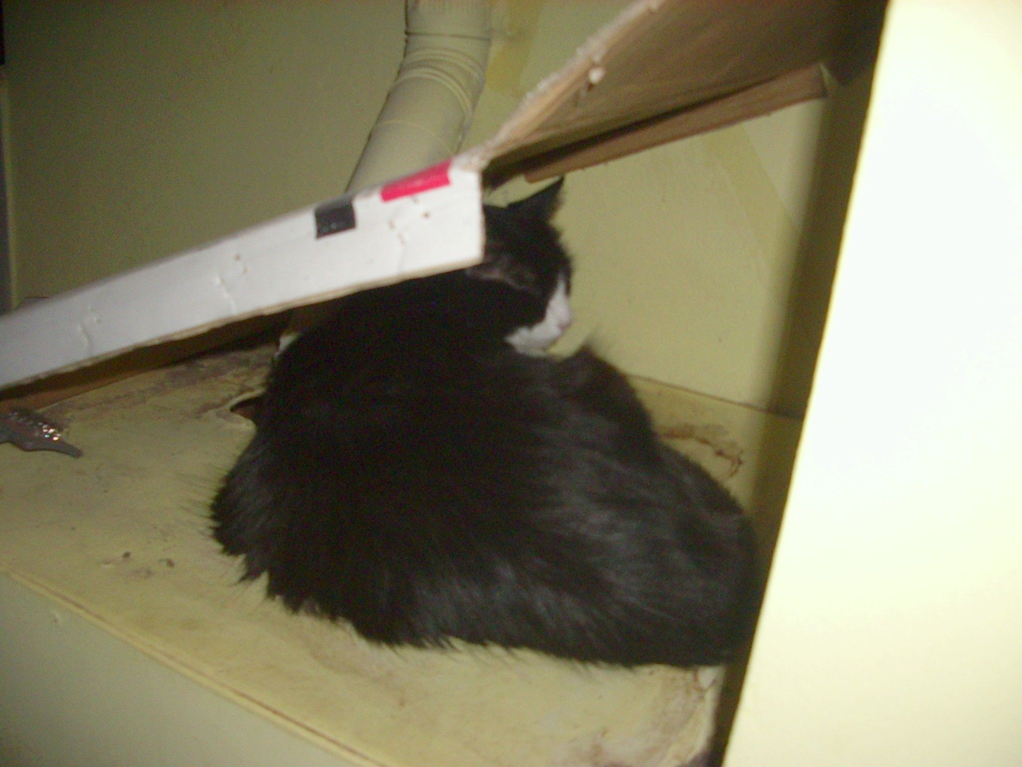 Heated Cardboard Home (casa De Cart�n Calefaccionada)