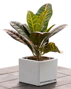 Promote Business Exposure and Clients Goodwill With Company Logo Plant Gifts