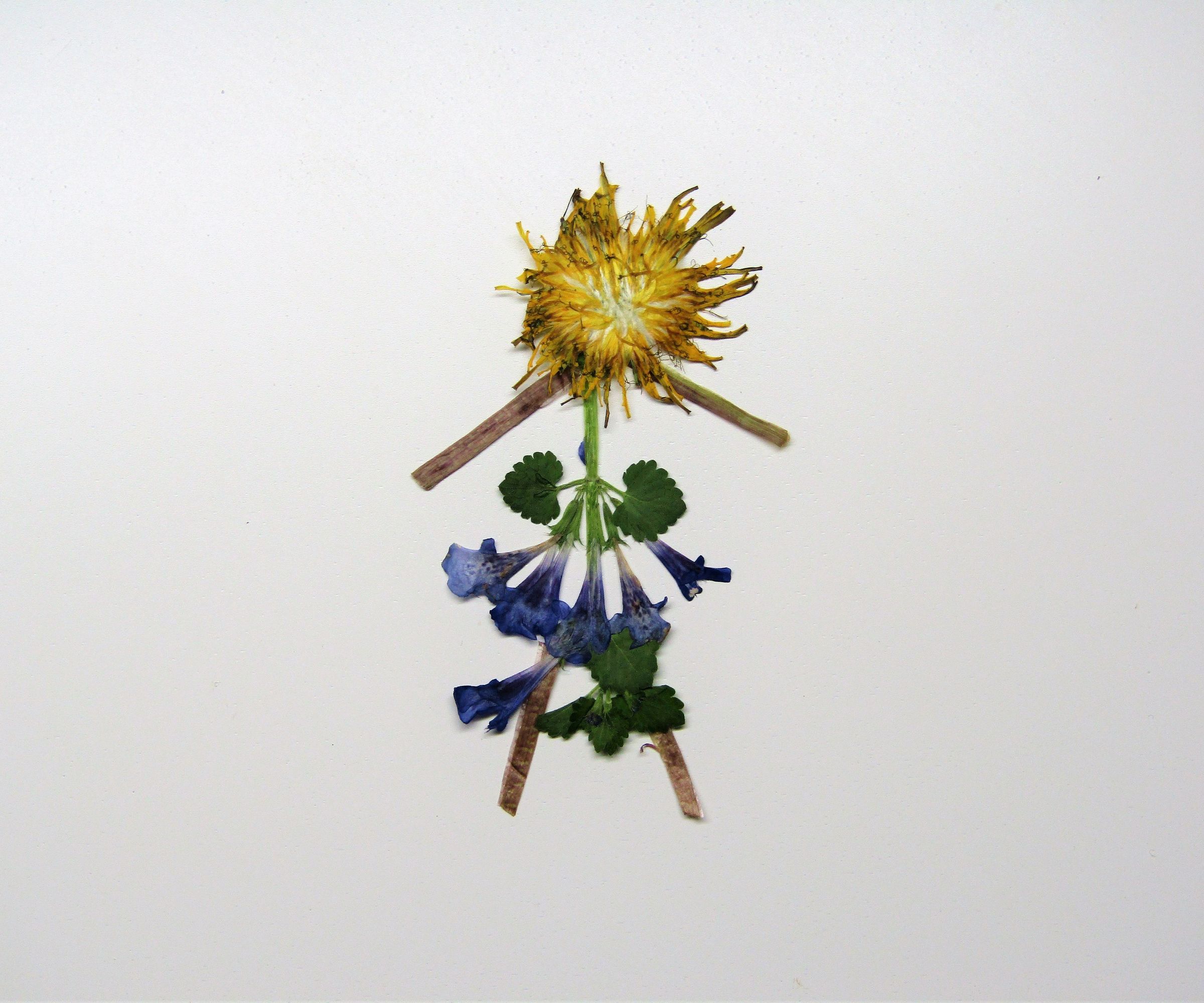 Pressed Flowers