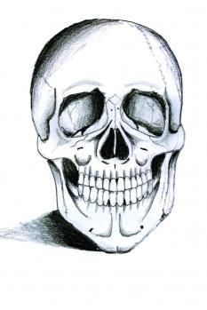 How to Draw a Skeleton Head
