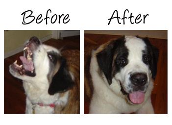 Give Your Dog Medicine Without a Fuss