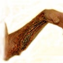 FREE Wound FX at Home- Last minute laceration