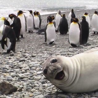 penguin40