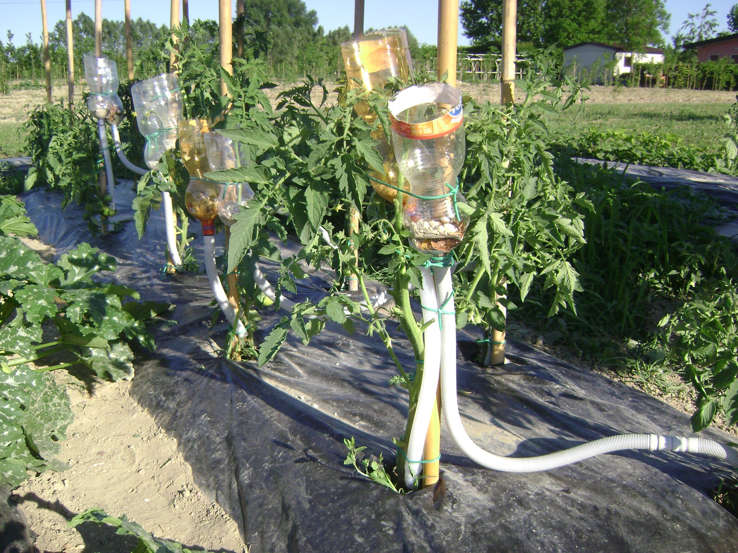 Simple and 0 Cost Irrigator Light Rain