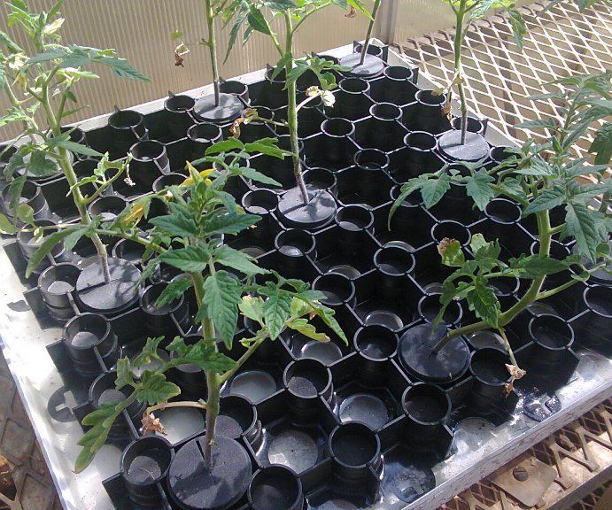 The Amazing Plant (Germination) Collar for Aquaponics and Hydroponics