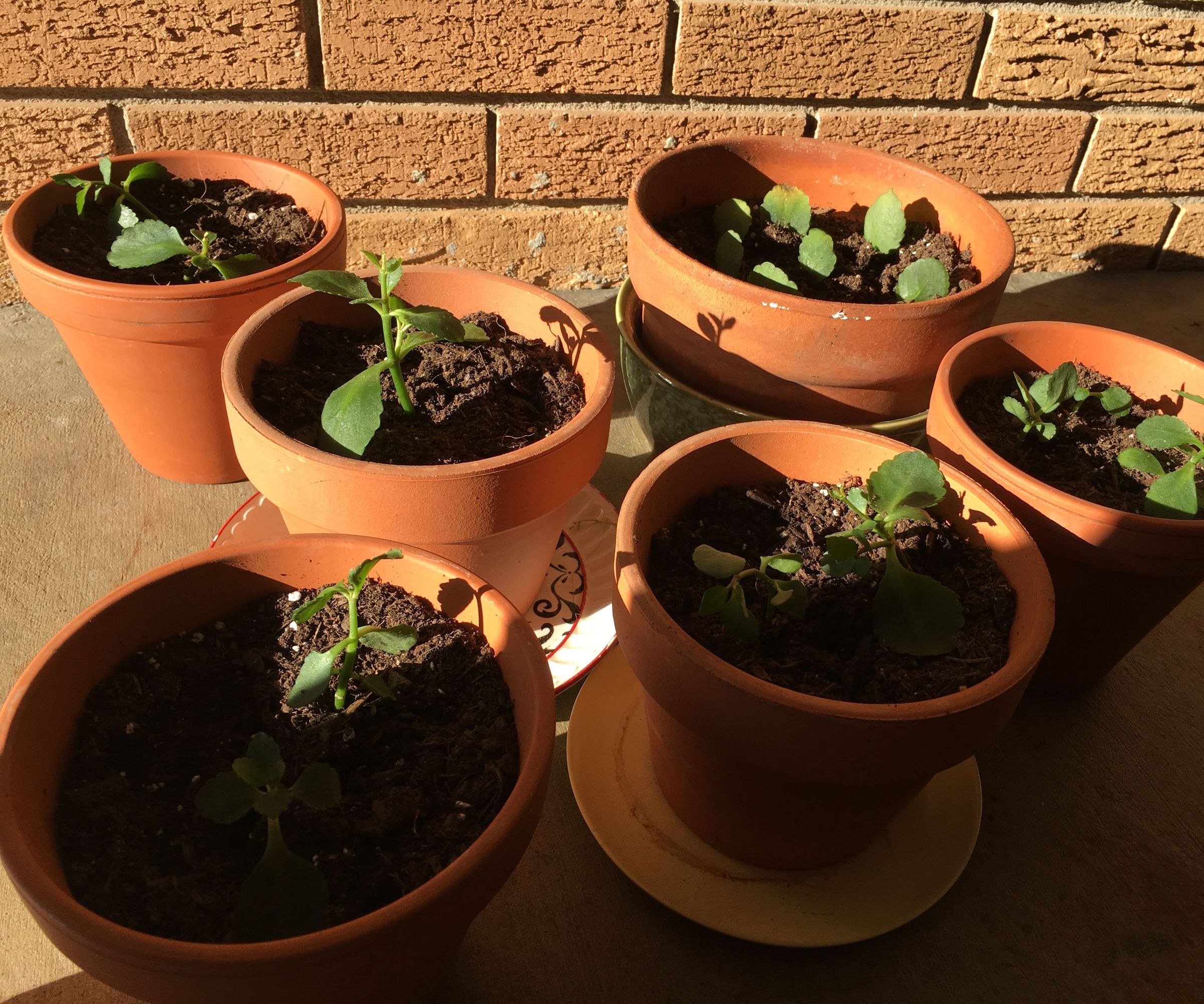 How to Grow Kalanchoe Plants