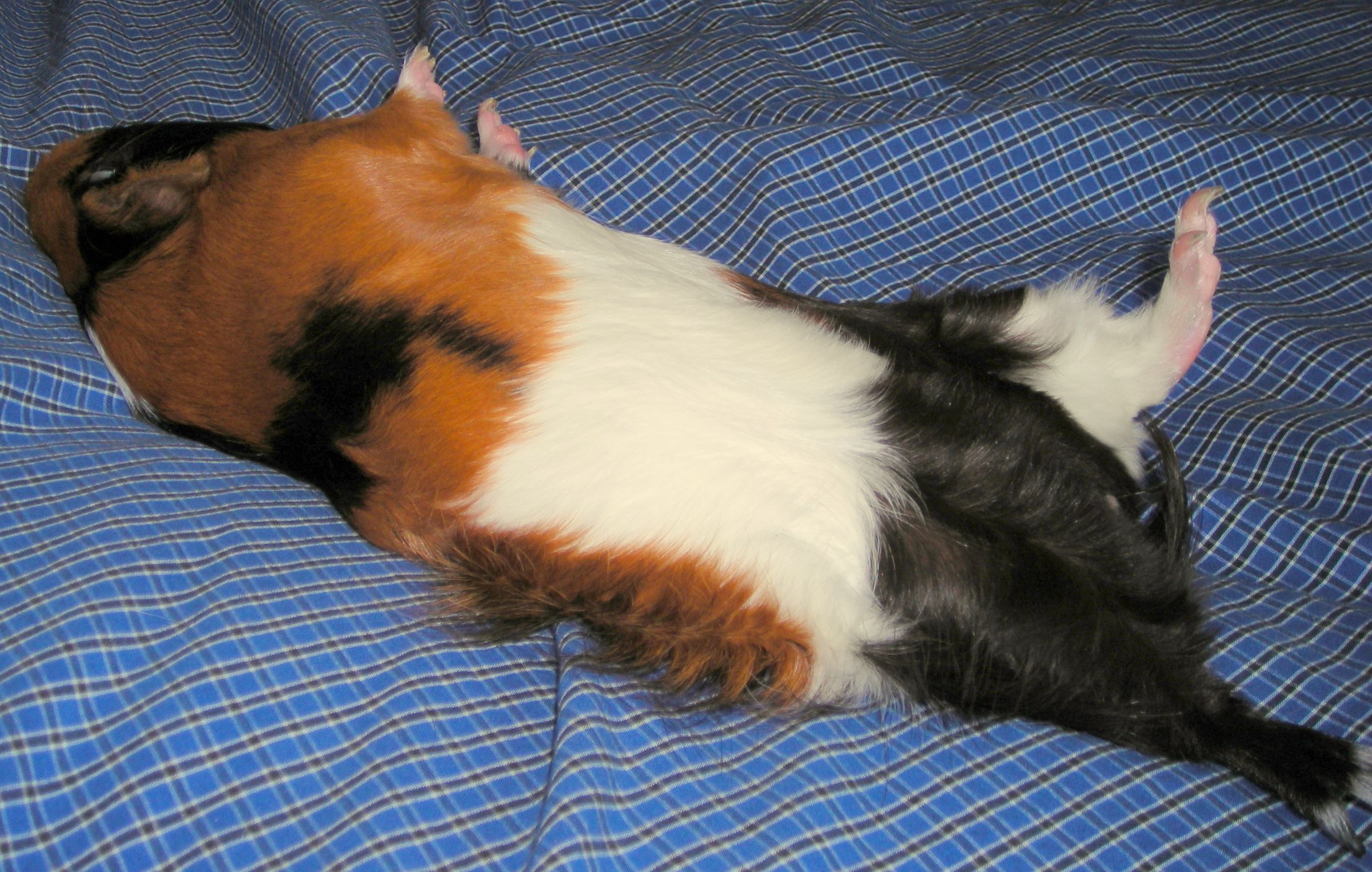Train Your Guinea Pig to Play Dead
