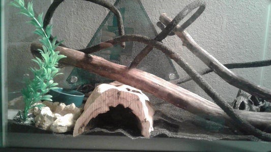 lizard with blue belly