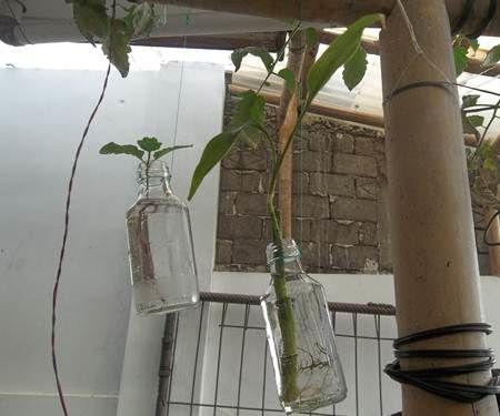 Hanging Garden - Small Space