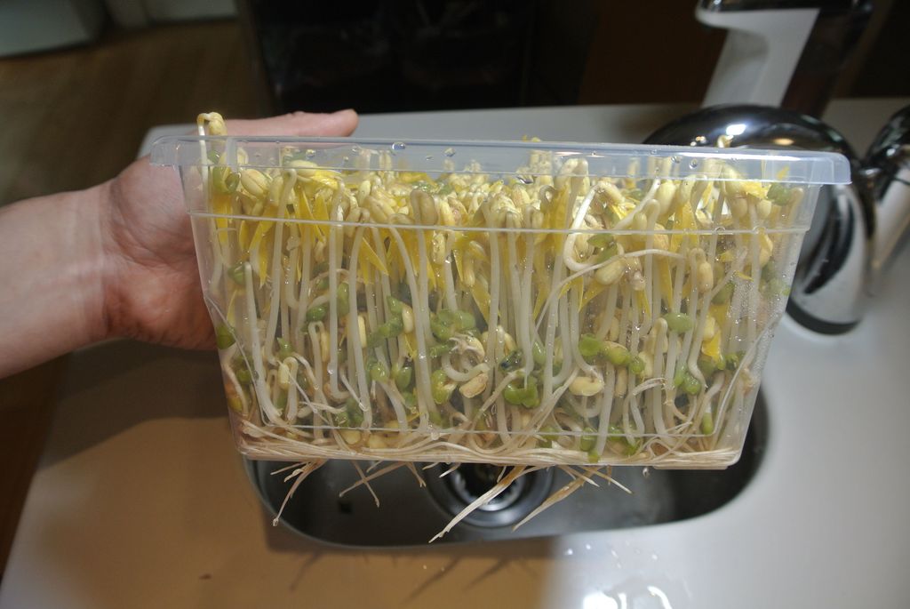 Bean Sprouts Growing